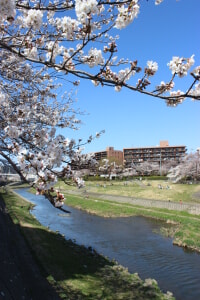 校歌　柏尾川と桜